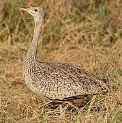 Hartlaub's Bustard