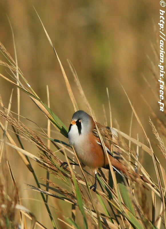 Bearded Reedling male adult breeding, identification