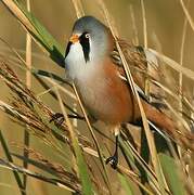 Bearded Reedling