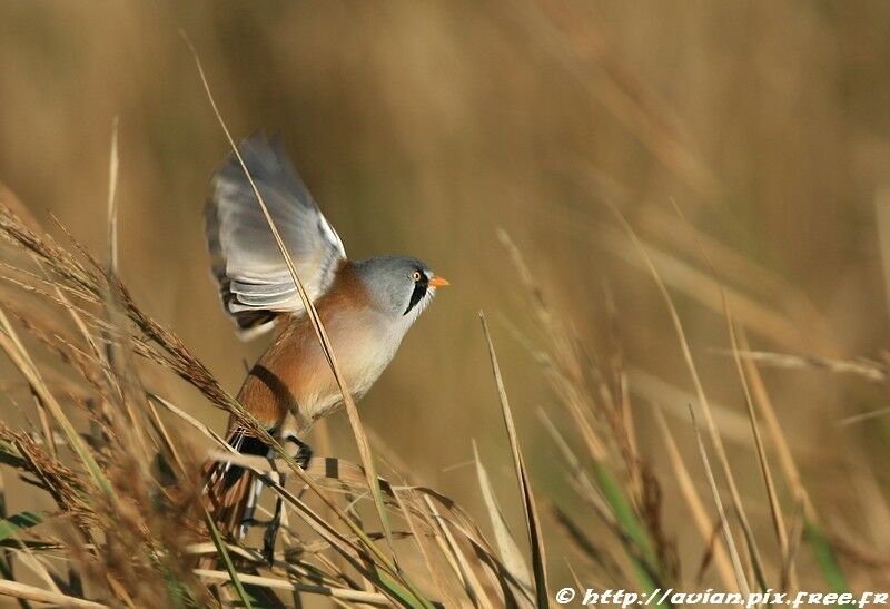 Bearded Reedling male adult breeding