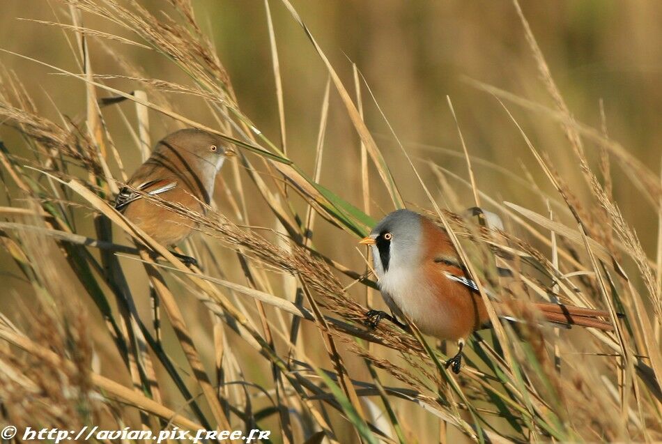 Bearded Reedling adult breeding, identification