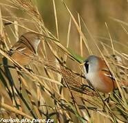 Bearded Reedling