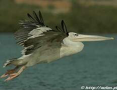 Pink-backed Pelican