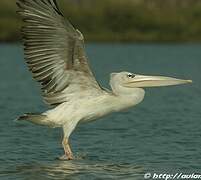 Pink-backed Pelican