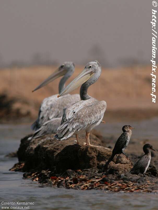 Pink-backed PelicanSecond year, identification