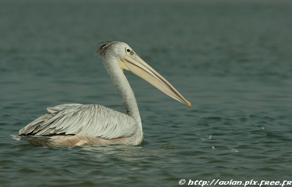 Pink-backed Pelicanadult post breeding