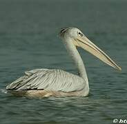 Pink-backed Pelican