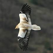 Egyptian Vulture