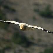 Egyptian Vulture