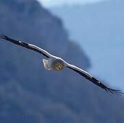 Egyptian Vulture