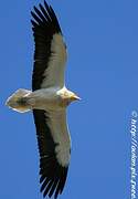 Egyptian Vulture