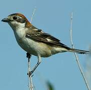 Woodchat Shrike