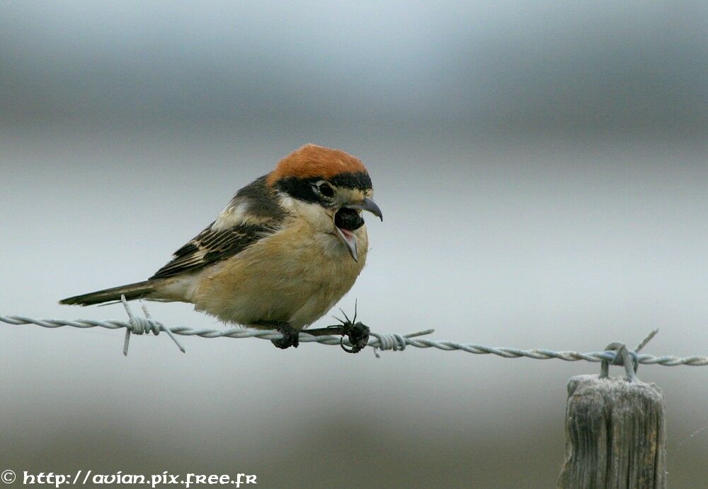 Woodchat Shrike male adult breeding