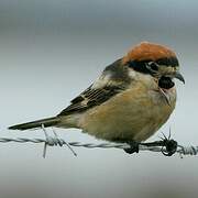 Woodchat Shrike