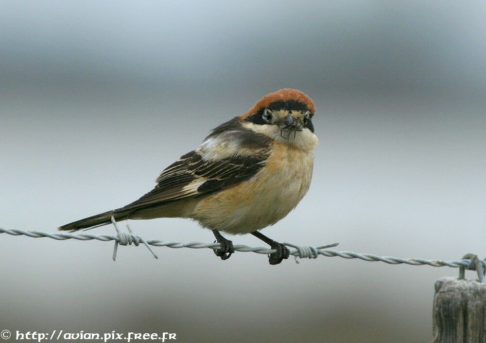 Woodchat Shrike male adult breeding