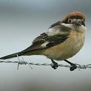 Woodchat Shrike