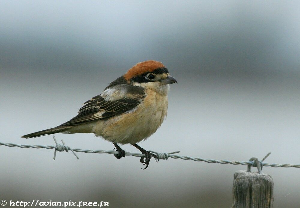 Woodchat Shrike male adult breeding