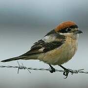 Woodchat Shrike