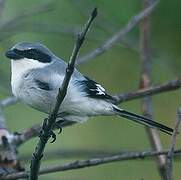 Loggerhead Shrike