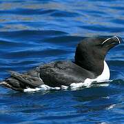 Razorbill