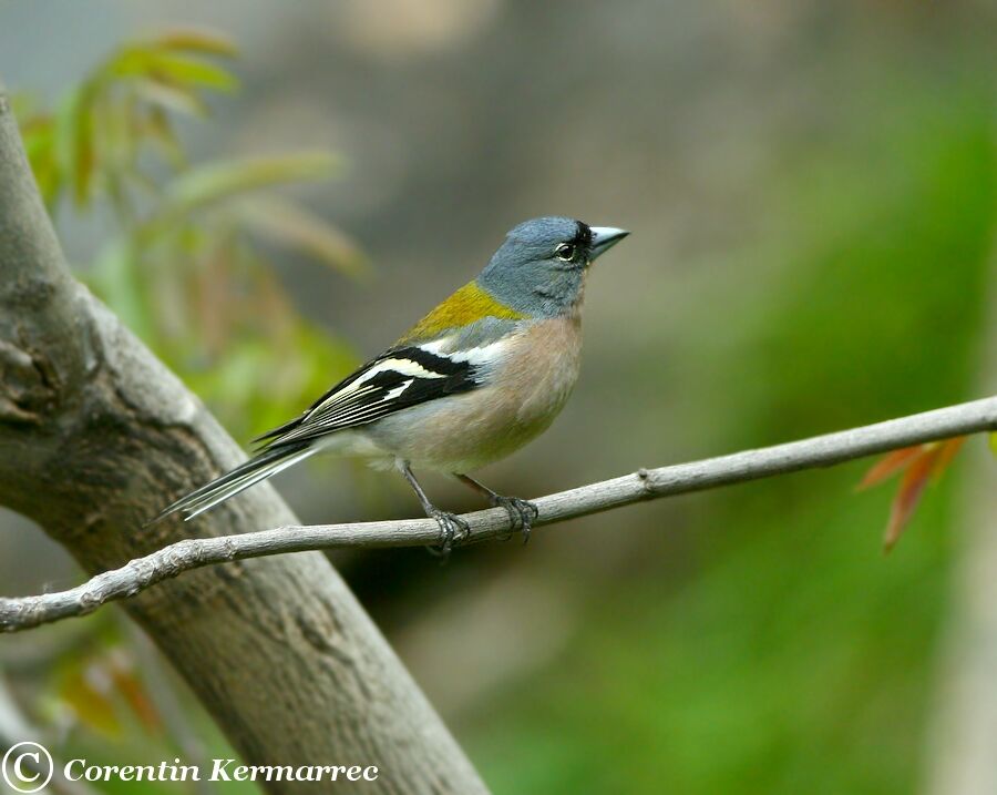 Common Chaffinch male adult breeding