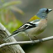 Eurasian Chaffinch