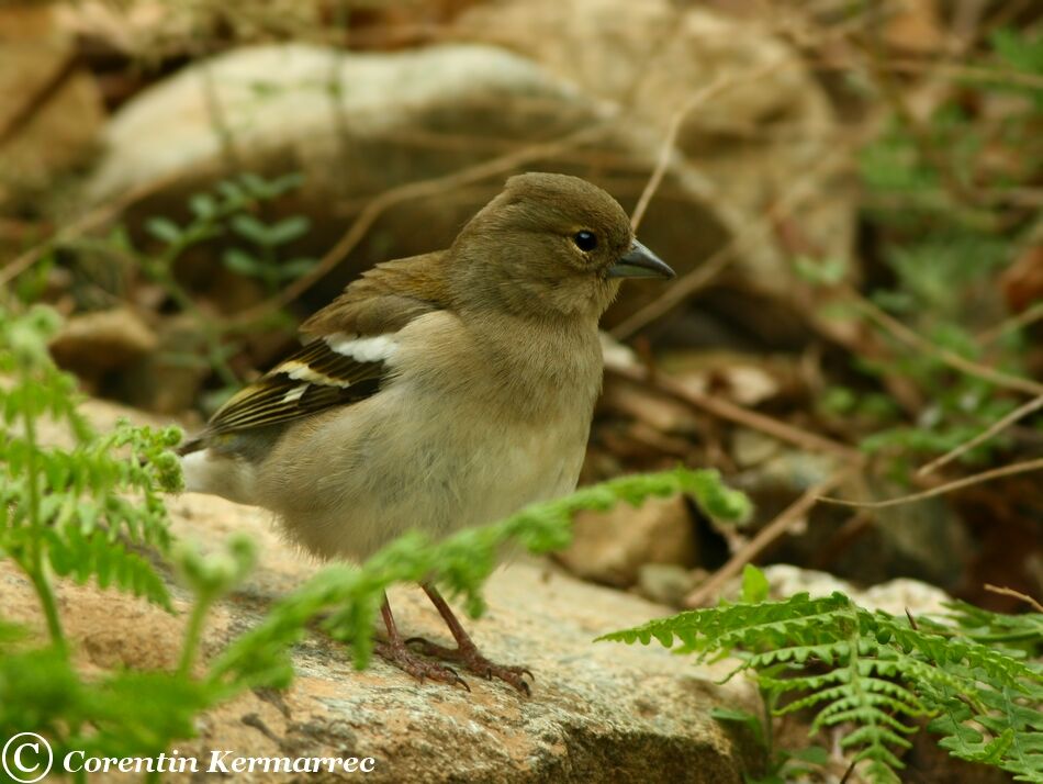 Common Chaffinch female adult breeding