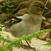 Common Chaffinch