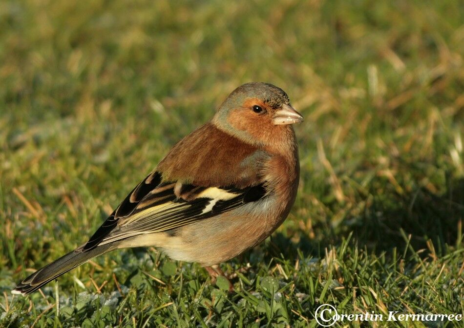 Eurasian Chaffinch male adult post breeding, identification