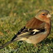 Common Chaffinch