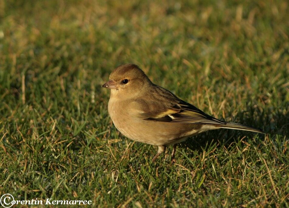 Common Chaffinch female adult post breeding