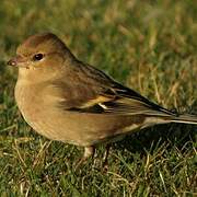 Eurasian Chaffinch