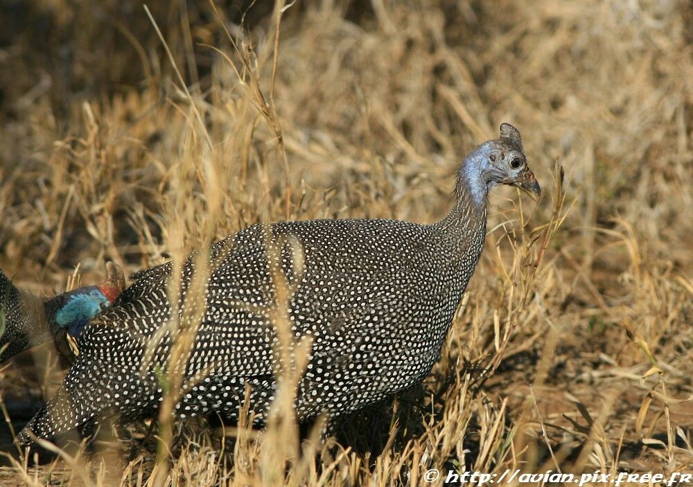 Helmeted Guineafowl female adult