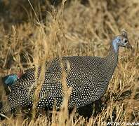 Helmeted Guineafowl