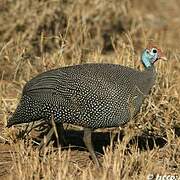 Helmeted Guineafowl