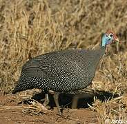 Helmeted Guineafowl