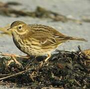 Meadow Pipit