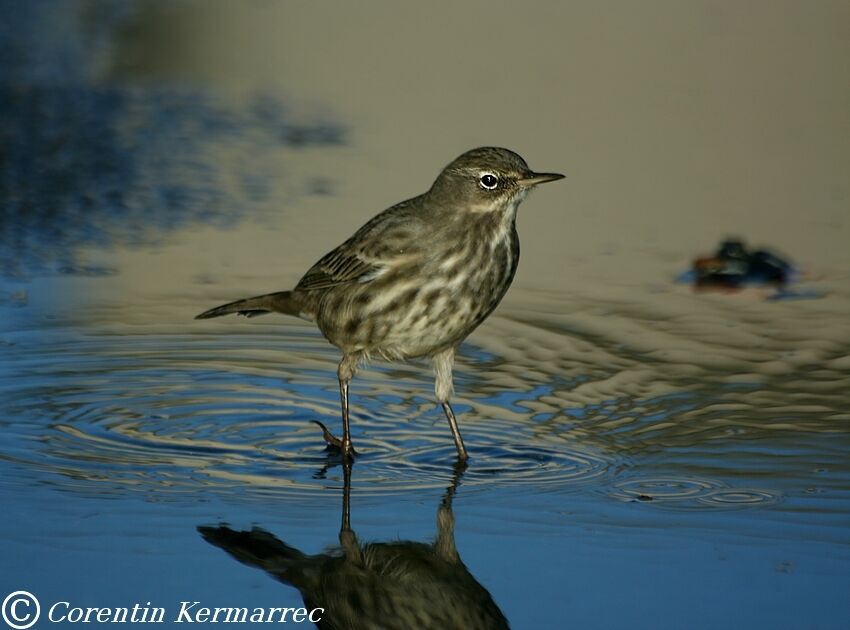 Eurasian Rock Pipitadult post breeding