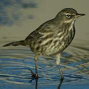 European Rock Pipit