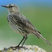 European Rock Pipit