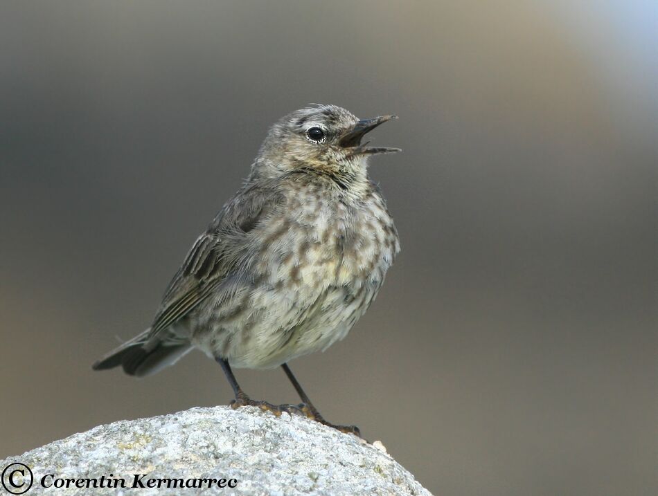 Eurasian Rock Pipit male adult breeding