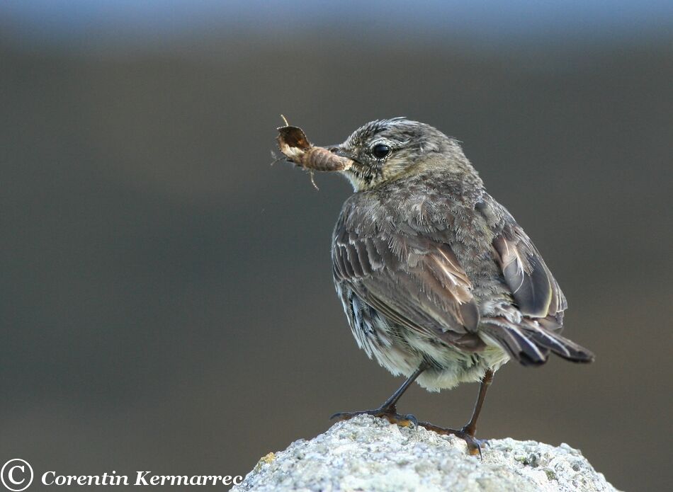 Eurasian Rock Pipit male adult breeding