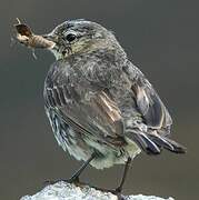 Eurasian Rock Pipit