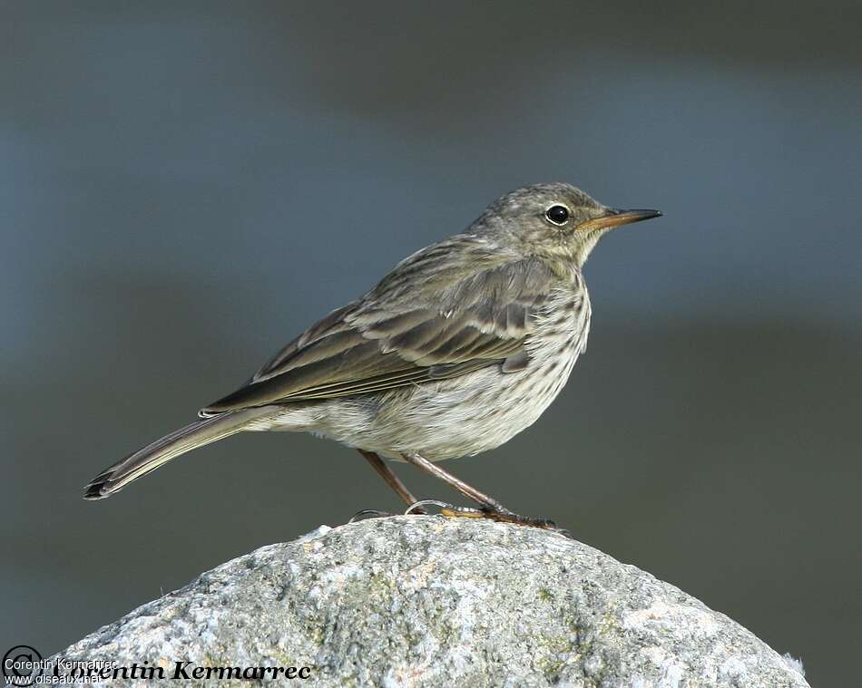 Pipit maritimejuvénile, identification