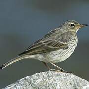 Eurasian Rock Pipit