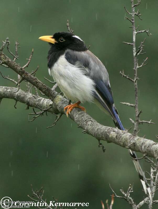 Yellow-billed Blue Magpieadult, identification