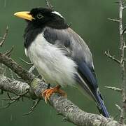 Yellow-billed Blue Magpie