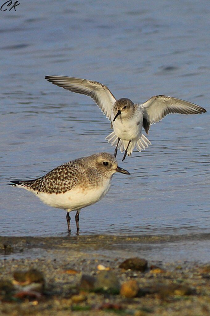 Grey Plover