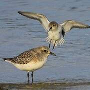 Grey Plover