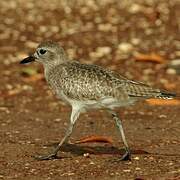 Grey Plover